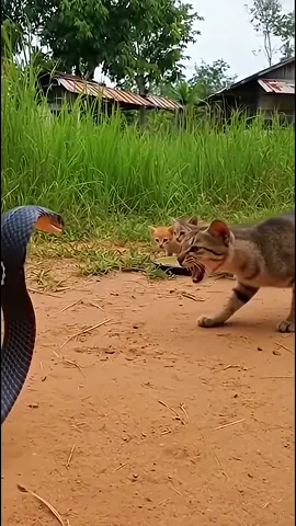 Cats in Danger: Cobra Attack!#fyp #tiktok #foryoupage #viral #funny 