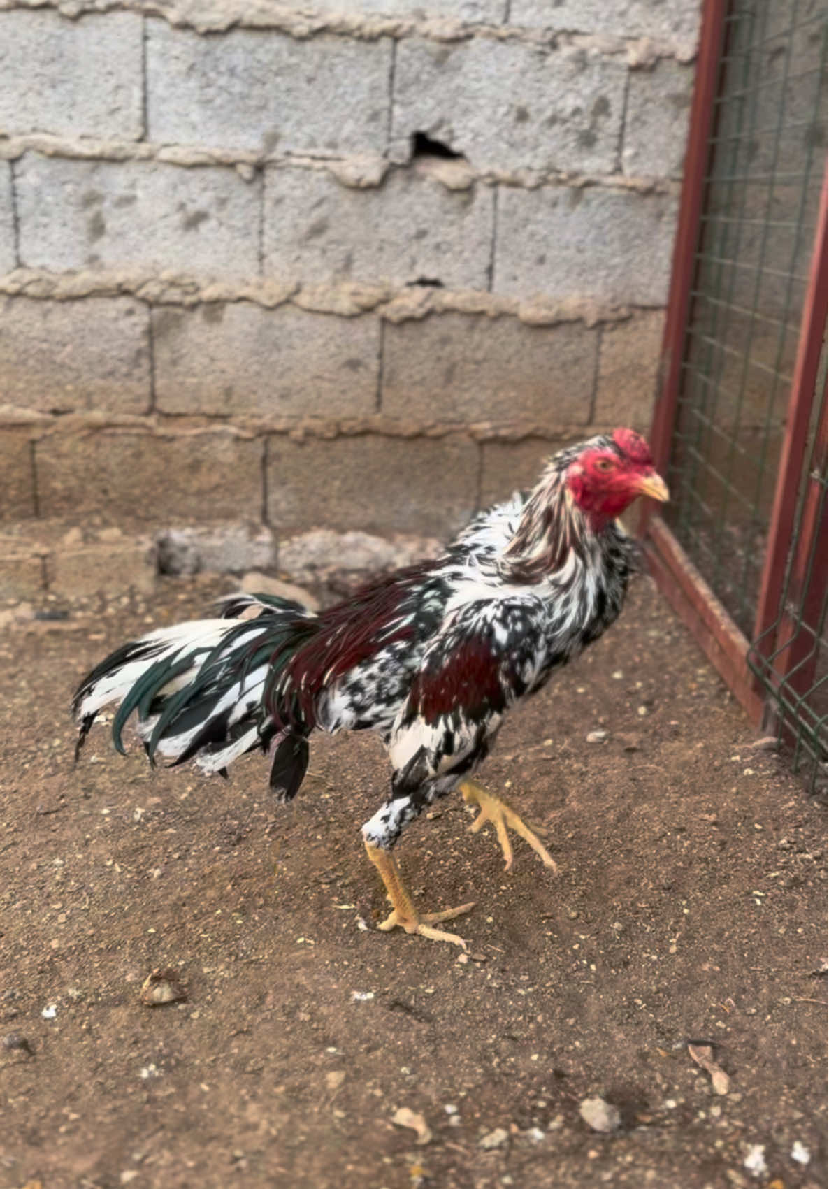 Maşallah yakışıklı yavruma oyuncu #adanahinthorozu #hinthorozu #keşfetteyizzz #HOROZ #kesfetaçilartik 