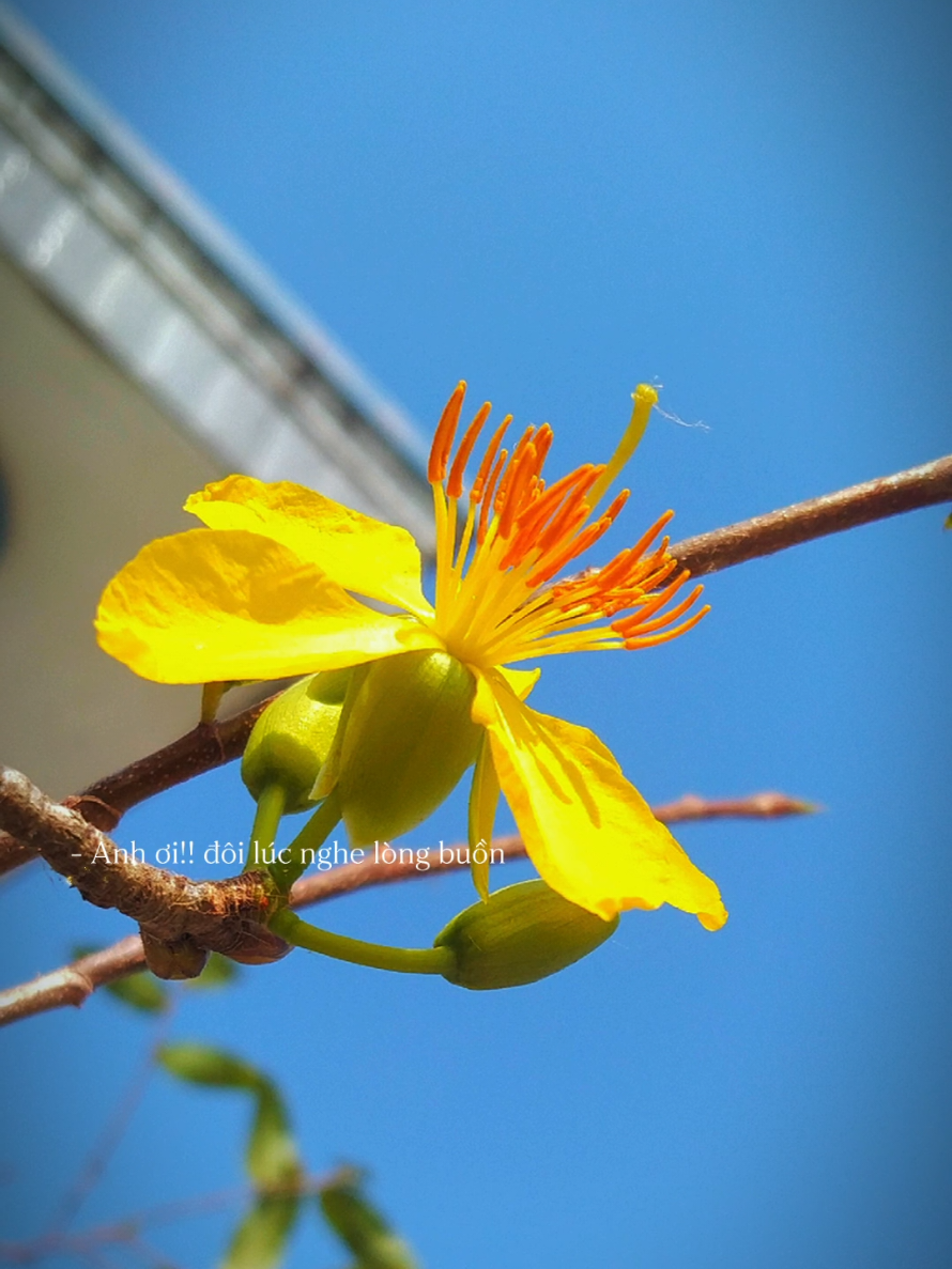 Anh ơi !!! đôi lúc  #nhachaymoingay  #fpy  #lặng989  #xuhuong 