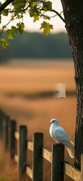 #اقوال_وحكم_الحياة #اكسبلور #اعادة_النشر🔃 #fyp #capcut 