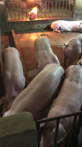 Đời con của duroc bên em đây ạ các bác…##