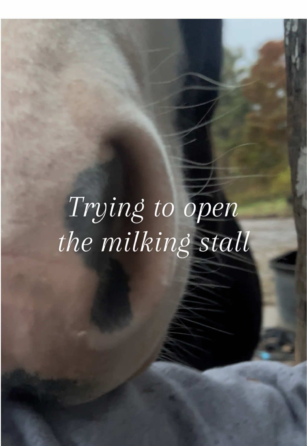 Getting the milking stall open every morning is quite the entertainment.  Buck and Thomas are always so helpful.  For real though, I need a better way to make sure that door stays shut instead of tying baling twine up three times plus a wire…but it’s an old barn with broken fire doors…what can I do…😅 #homesteading #farmtok #dairycow 