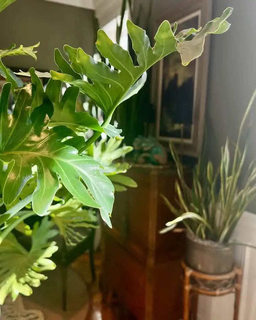 Autumn sun hack: the lower angle pushes light deeper—slide big-leaf houseplants a bit closer. 🌞🌿 Join our plant care chats in the Pistils & Pollen app (link in bio). #Thaumatophyllum #HouseplantTips #CozyVibes