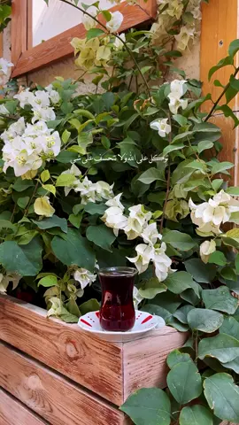 #اكسبلور #شاي #fyp 