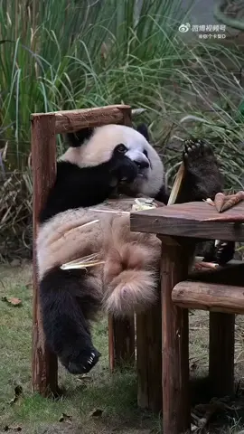 Gớm, nhìn có nhếch nhác, bầy hầy không chứ lị  #panda #xuhuongtiktok #xuhuong 