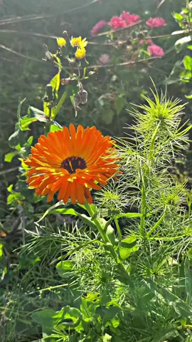 #CapCut يسعدلي اوقاتكم بكل خير #مزرعتي #زراعة #زراعة_منزلية #تصويري #اكسبلور #السويد #الخريف 