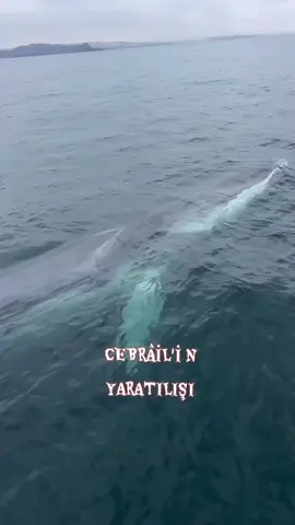 #islamic_video #cebrail #CapCut 