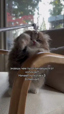 Котики — это, пожалуй, самое очаровательное чудо, которое придумала природа, чтобы напомнить людям, что мир может быть мягким, пушистым и по-настоящему добрым. В каждом коте живёт маленькая тайна: они будто знают о жизни что-то, чего мы пока не поняли. Когда кот спит, свернувшись клубочком, кажется, что вместе с ним засыпает весь хаос этого мира. Всё становится тише, спокойнее, светлее. Его ровное мурчание — это словно древняя музыка уюта, которая наполняет дом теплом, даже если за окном метель или дождь. Котик никогда не будет делать вид, что ему что-то нужно — он просто сядет рядом, упрётся лбом в твою руку и посмотрит так, что всё ненужное в голове растворится. Иногда кажется, что коты чувствуют нас лучше, чем люди. Они подходят, когда ты грустишь, ложатся рядом, когда ты болен, и уходят, когда им нужно побыть наедине — не обижаясь, не драматизируя, просто тихо, по-кошачьи. #котики #fyp #рекомендации #recommendations #ты 