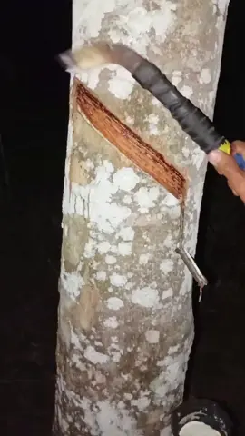 hanya petani karet  #pejuangrupiah #fypシ゚ #noreh #petanikaret #petaniindonesia🇮🇩🇮🇩🇮🇩🌿🌿 