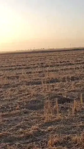 #صيدالبري #عشق_لاينتهي #ابن_ديالى_ألعراق🇮🇶 #سوو_متابعة_ياحلوين💜💞 #فضلا_وليس_امرا_ضع_لنا_مشاركه_واكسبلور 