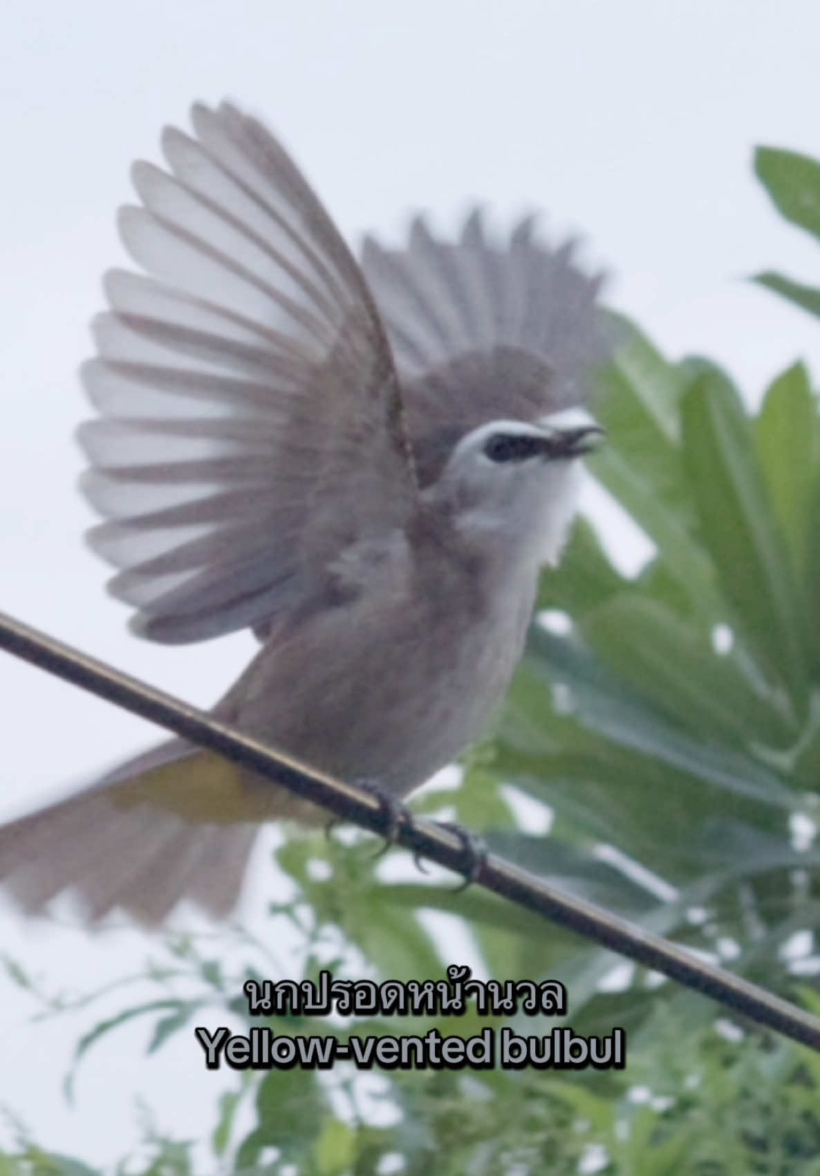 Yellow-vented bulbul เสียงนกปรอดหน้านวล 😘 น่ารัก so cute! #อาเนาะถั่วงอก #yevbul1dmk #respect #ดูนก #birding #นกปรอดหน้านวล #สัตว์โลกน่ารัก #สัตว์ป่า #ธรรมชาติ #trucukan 