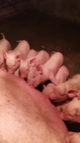 Chục đứa như 1 😂 Bị dễ thương#petcute #khoanhkhacdangyeu #heo 