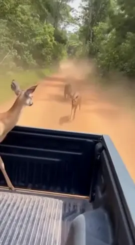 Deers close encounter with a jaguar