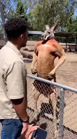 “Buff Kangaroo Tried to Scare a Zoo Visitor 😱”#kangaroo #zoo #shorts #fyp #recommendations 