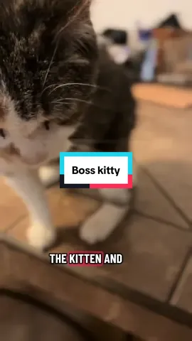Bobbie is still number 1 boss kitty #thegoodmorningcats #catsoftiktok #rescuecat #goodmorningbobbie 