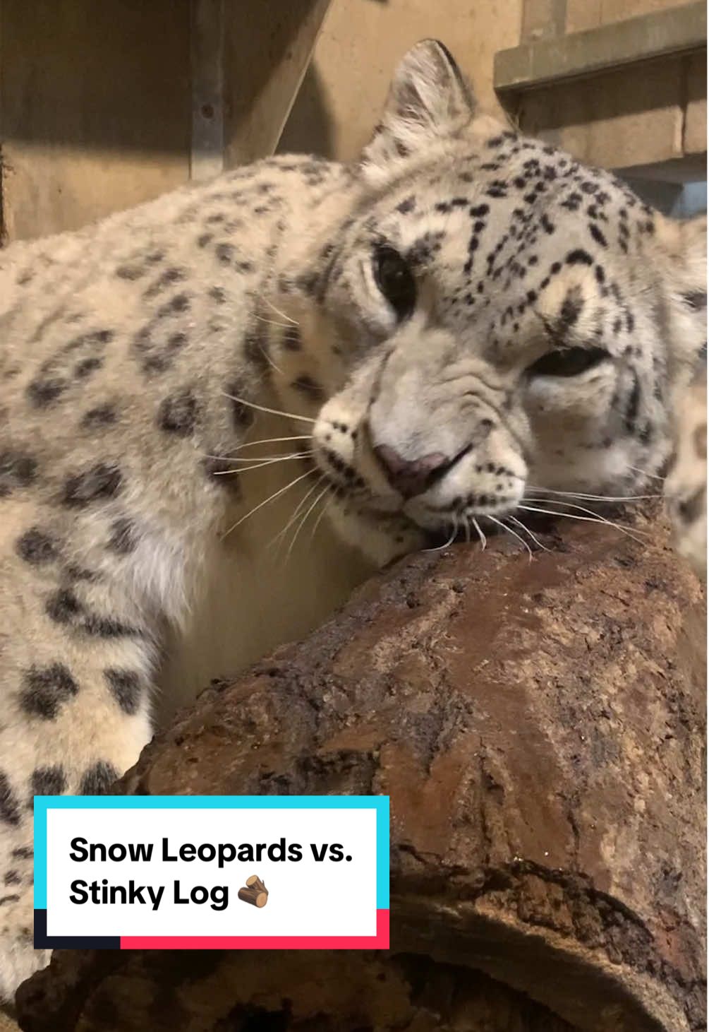 Snow leopard seal of approval: 10/10 would rub again 🪵 Our snow leopards Yuki and Juniper received a smelly surprise: a fancy new log sprayed with perfume. They spent some quality time together sniffing, rubbing, and making silly faces while taking in the unique scent. #snowleopard #baby #cuteanimals #johnballzoo