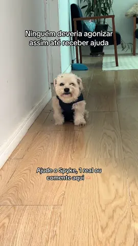 Oi aumigos eu sou o Spyke tenho 10 aninhos de idade, preciso de ajuda para fazer meu tratamento e voltar a fazer minhas coisas de cachorrinho, eu tenho hérnia de disco, fratura na lombar, colapso de traqueia e perdi o movimento das minhas patinhas traseiras, toda ajuda é bem vinda, na minha bio tem meus documentos e chave, obrigada #pets #fyyyyyyy #tiktok 