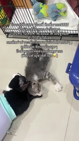 เอ็นดูทั้งพี่ทั้งน้อง😂 #แมวจร 