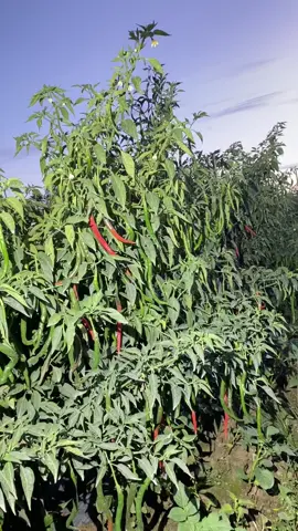 sabar,sesuatu yang indah itu butuh waktu.👋🏻👋🏻👋🏻#petani #petanimuda #petaniindonesia🇮🇩🇮🇩🇮🇩🌿🌿 #petanicabai🌶️🌶️🌶️ #petanicabai #hasilbumi #vegetablekingdom 