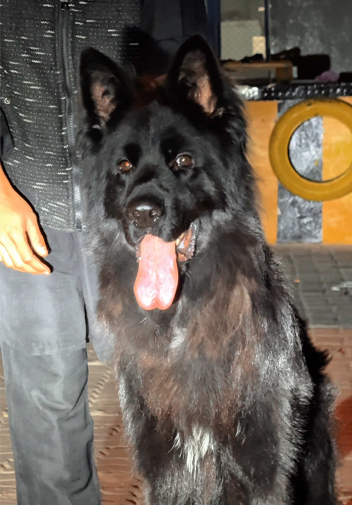 Nero🖤New beast ✨🫀#afaqchaudhry #ghostkennel #onthisday #dog #germensheperd 