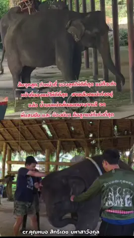 #มีนา #แม่แสนดีน้องมีนา #พังแสนดี  #ช้างตระกูลแสน #อนุรักษ์ช้างไทย 