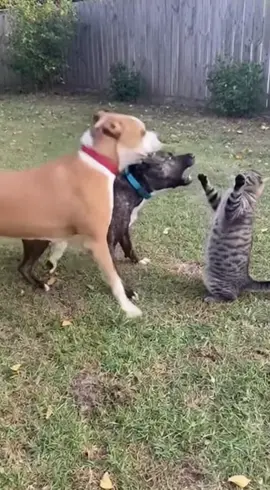 Con mèo Tưởng thế nào #AI #sora #thucung #xuhuong 