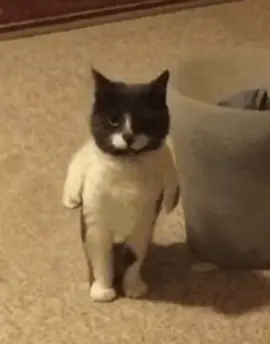 why isn't there onety one #georgieebom #meme #fyp #cat #funny 