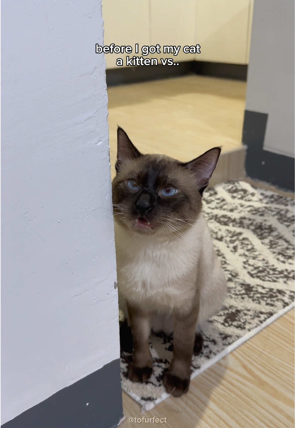 best decision ever 🥹 #catsoftiktok #siamese #cats #cutecats #catlife 