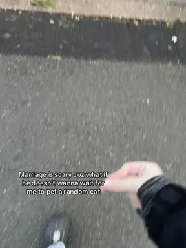 Ft the kitty on my street