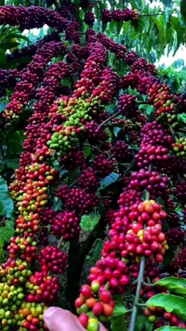 Robusta coffee 😍  #coffeefarmer #trend #trending #viraltiktok #fyp 