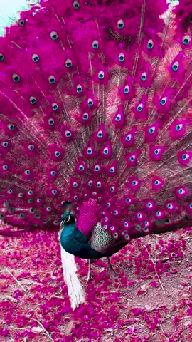七彩孔雀开屏#精彩的动物世界 #孔雀开屏 