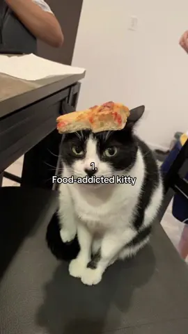 Which kitty is your girlfriend? #fyp #relatable #catmeme #Relationship #cattok 