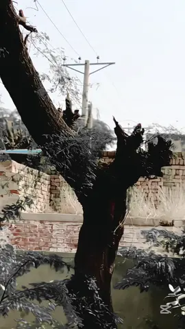 #sikandarrajput100 Deewane ♥️ a:)سکندر#قافلےآلے#🦅#viral#100k# foryou#🦅 #viral #100k  @“*•مخلص بندہ•*”  @“*•مخلص بندہ•*” 