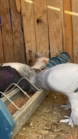 #can_arena✍️ #güvercinaşk🕊️🇹🇷👑 #keşfet #kesfetteyiz #güvercin 