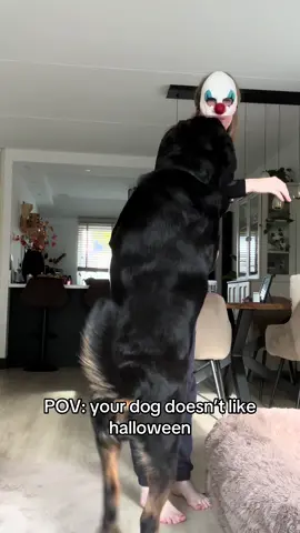 🤭🤭 #rottweiler #dogs #funny 