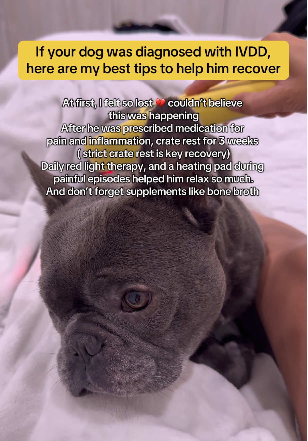 ✨ Every IVDD case is different. That’s why it’s so important to always go to the vet and if possible, a specialist. 🩺 Sometimes the first answer you’ll hear is surgery… or even putting them down 💔 But please always take a second opinion. There are many resources that can help. For us, strict crate rest and red light therapy and supplements made all the difference. 🐾✨ Healing is not overnight ❤️‍🩹 it’s a journey of love, consistency, and giving them the best care possible. Stay patient, stay strong, and never lose faith 🐶 #naturalcare #ivddwarrior #ivddjourney #ivddrecovery #dogsupplements 