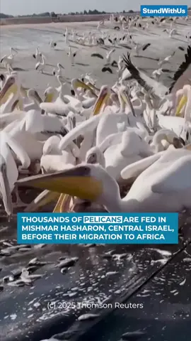 Did you know that tens of thousands of pelicans pass through Israel each autumn, and local fish-farms actually help by providing special feeding stops for them? 🇮🇱