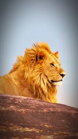 Ali Ali 🌹🥀🥀