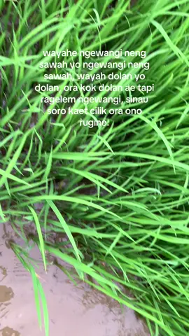 Alhamdulillah urep penak , mangan enak , ora ngurusi liyane 😌🥰😍#tanimilenial #fyp #tani #paratiiiiiiiiiiiiiiiiiiiiiiiiiiiiiii 