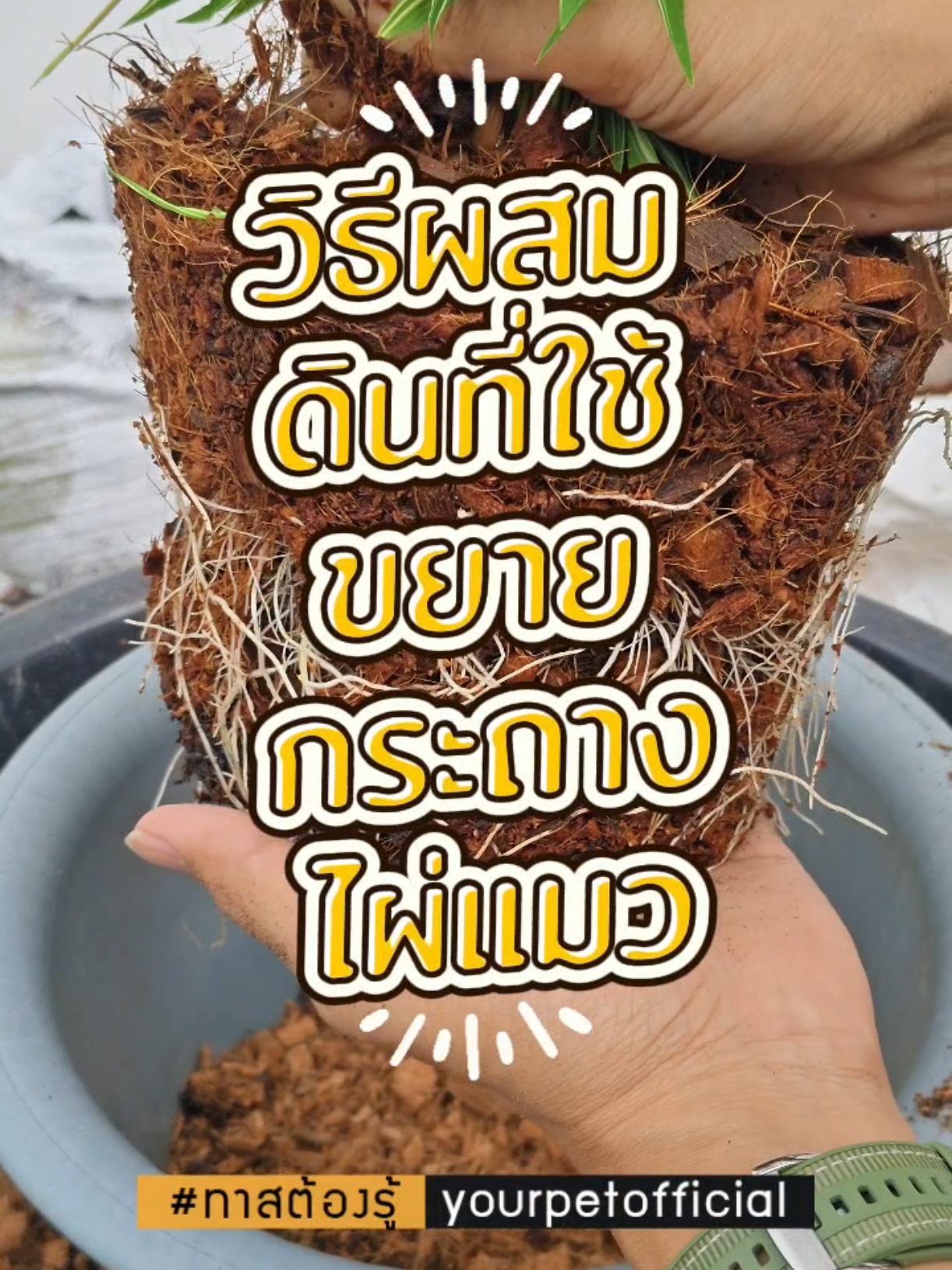 วิธีผสมดินที่ใช้สำหรับขยายกระถาง ต้นไผ่แมวโดยเฉพาะ #วิธีดูแลต้นไม้ #ไผ่แมว #หญ้าแมว #เคล็ดลับสัตว์เลี้ยง #ทาสต้องรู้ 