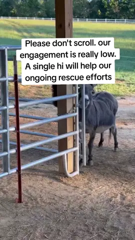 Every kind comment would mean a world to me #horses #shelter #sanctuary #animalsoftiktok #horselovers