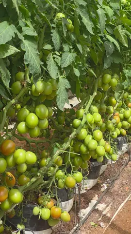 #hidroponia #tomate #agricultura #agronomia #mexico 