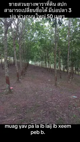 #ขายที่ดินเปล่า #ขายสวนยางราคาถูก #ม้งเกาหลี🇰🇷🇹🇭 #ม้งอิสราเอล🇹🇭🇮🇱 #ม้งไทยแลนด์🇨🇷 