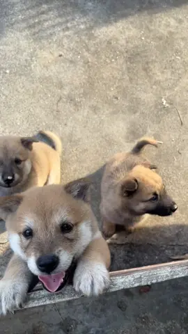 Lúc nhỏ rõ là cute đáng yêu mà lớn lên thì...#dog #cutedog 