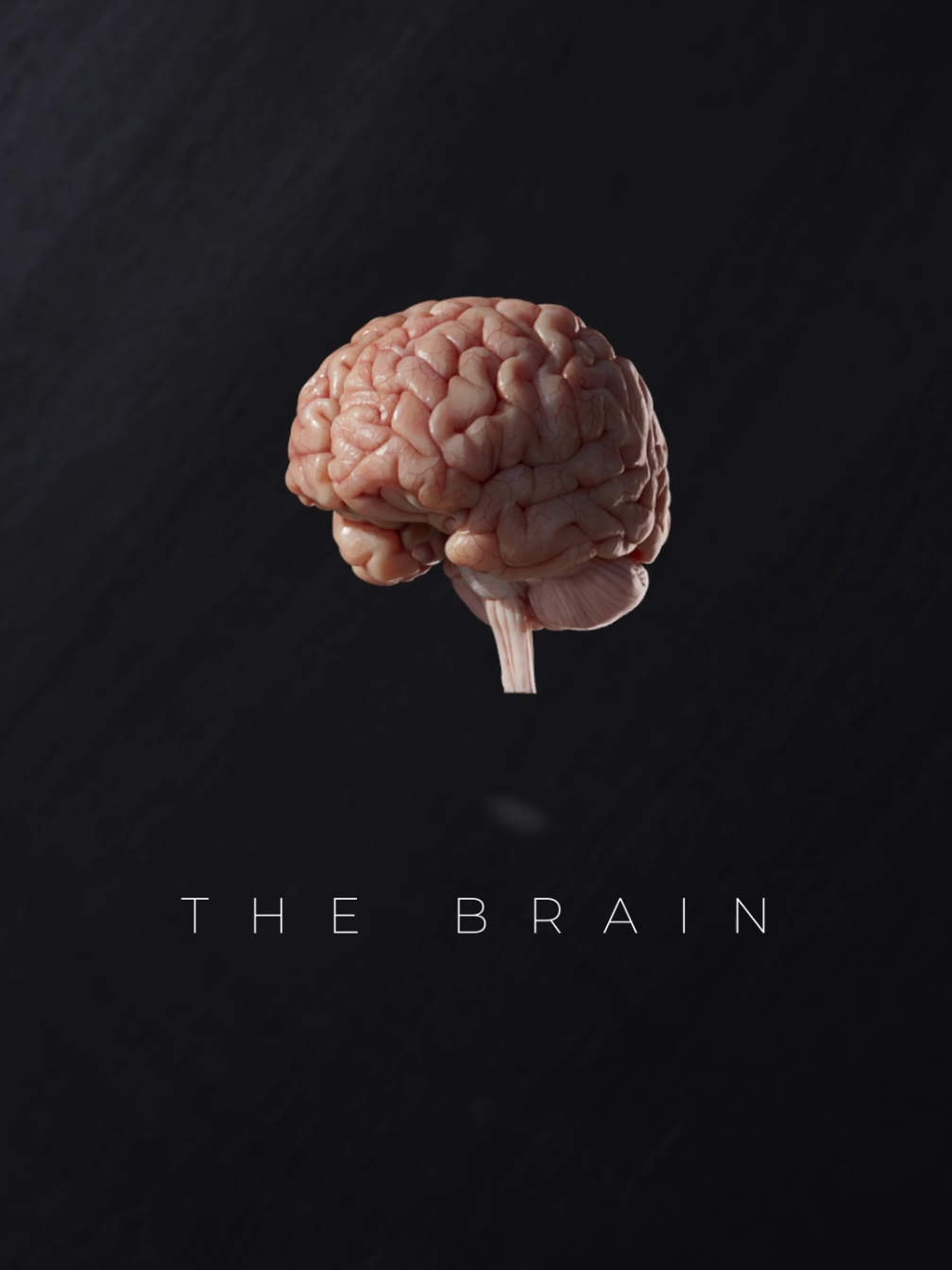 Ever wondered how your brain controls every thought, movement, and feeling? Here we highlight key regions of the human central nervous system. It shows the frontal lobe for executive functions and voluntary movement; the parietal lobe for integrating sensory information and spatial reasoning; the temporal lobe for auditory processing and memory formation; the occipital lobe (at the rear) for visual processing; the cerebellum for motor coordination and balance; and the spinal cord which, together with the brainstem, serves as the critical pathway for neural signals between the brain and body. #medical #meduk #3Danatomy #medstudent #medicine 