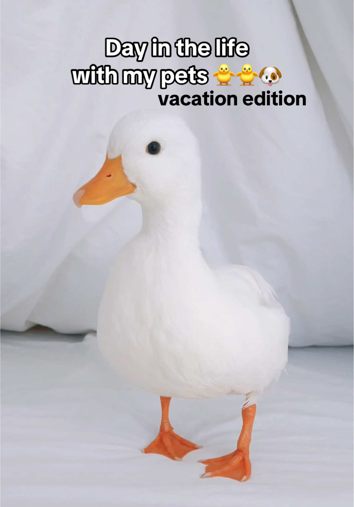 Just another perfect day #fyp #PetsOfTikTok #petducks #dog #lifewithpets 