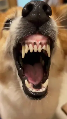 Try not to laugh 😂😂😂 #animals #dog #pet #haha #cat 