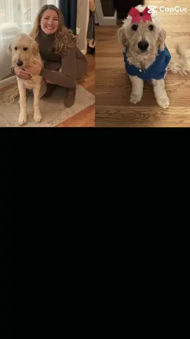 HAPPY BIRTHDAY HALLOWEEN QUEEN!!! Overloading tiktok with Marley videos today!!!! #dogbirthday #foryoupage #loveyou #pawprintsonmyheart @GSaint 