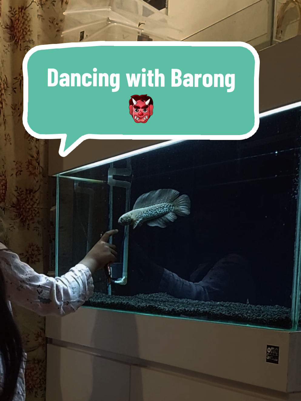 Dancing with Barong 👹 #channa #channaasiatica #channaasiaticagondrong #channaasiaticahighfin #channahighfin 