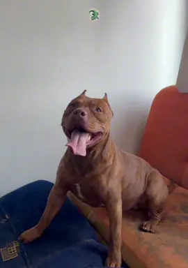 #sezar #rednose #pitbull 
